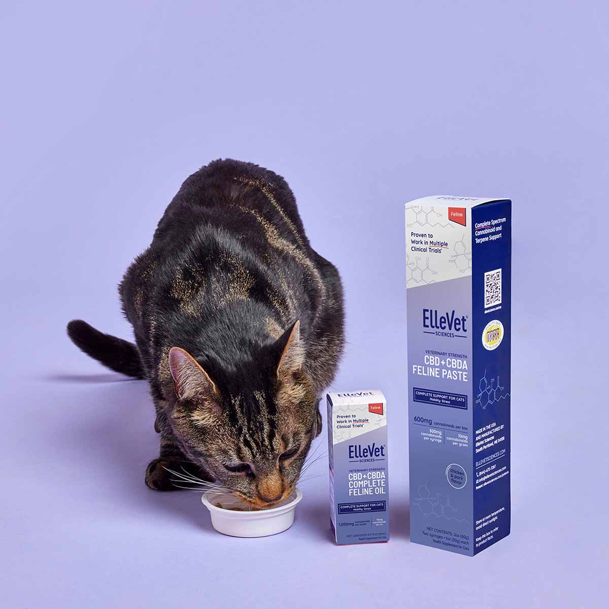 Animal, Cat, Mammal, Pet