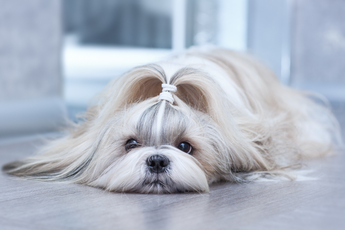 dog, pet, shih tzu, hair tied, long coat