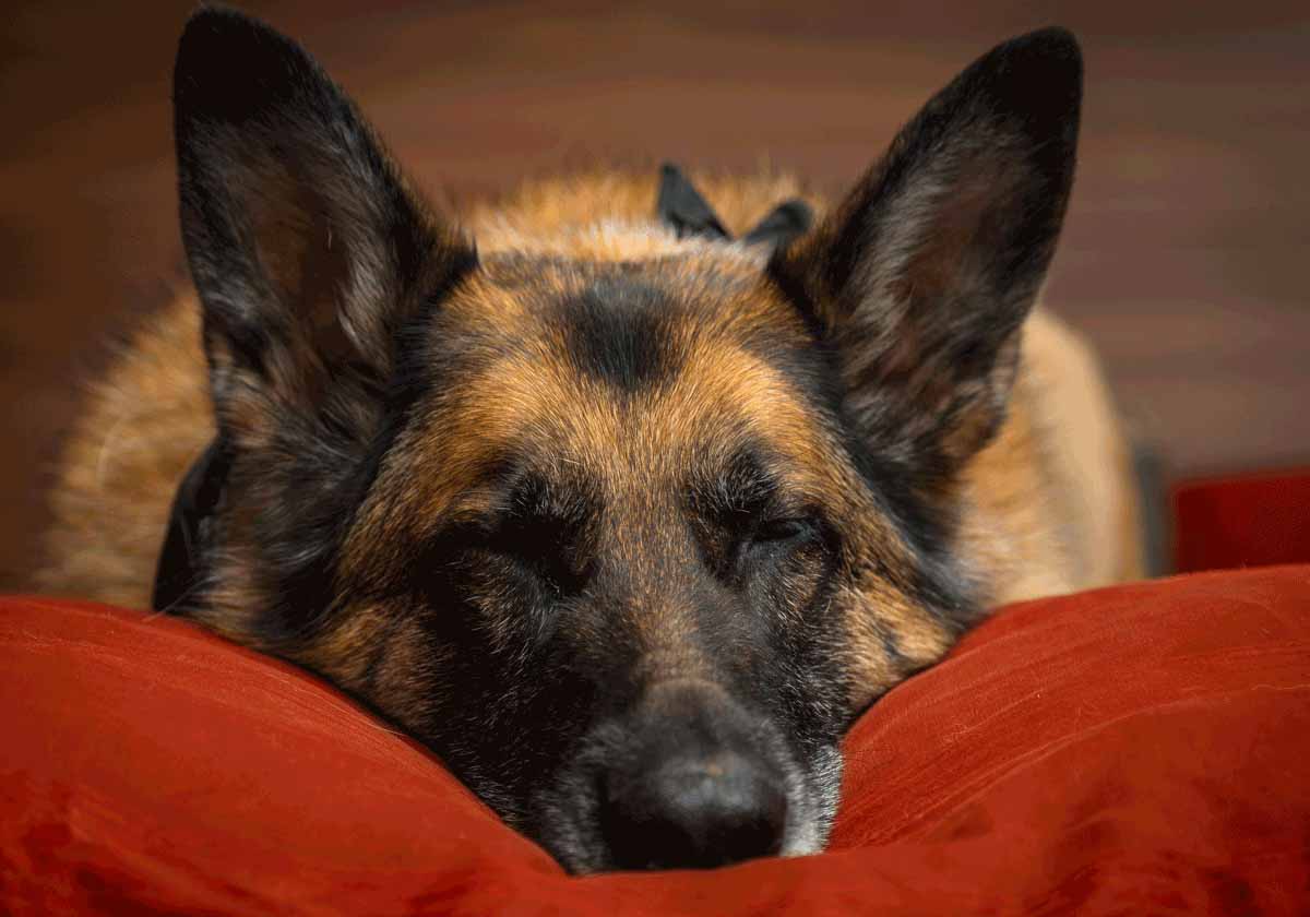 dog, German Shepherd, pet, face, sleeping