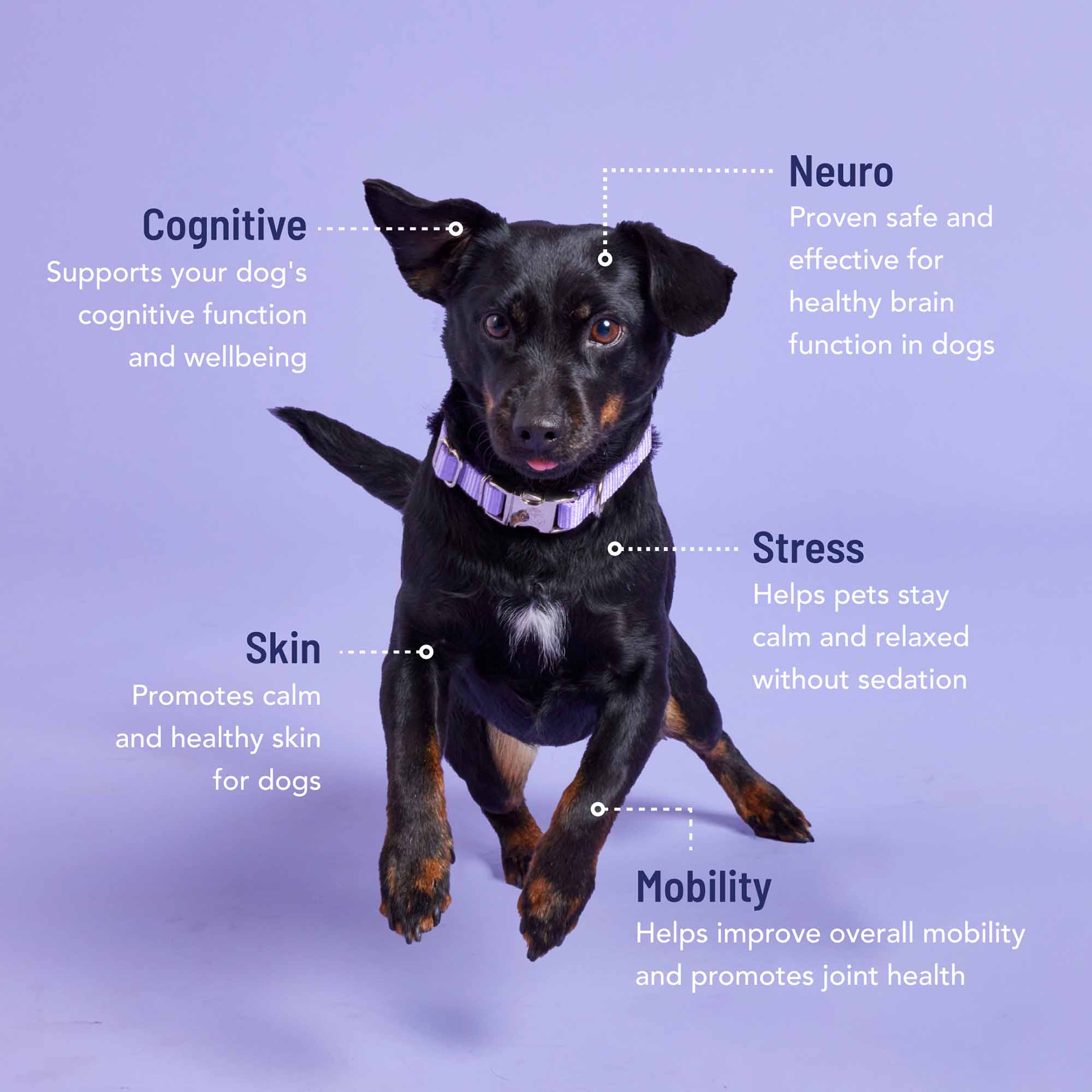 Animal, Canine, Dog, Mammal, Pet