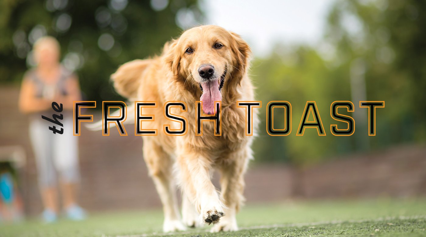 dog, golden retriever, pet, outdoor, tail-wagging