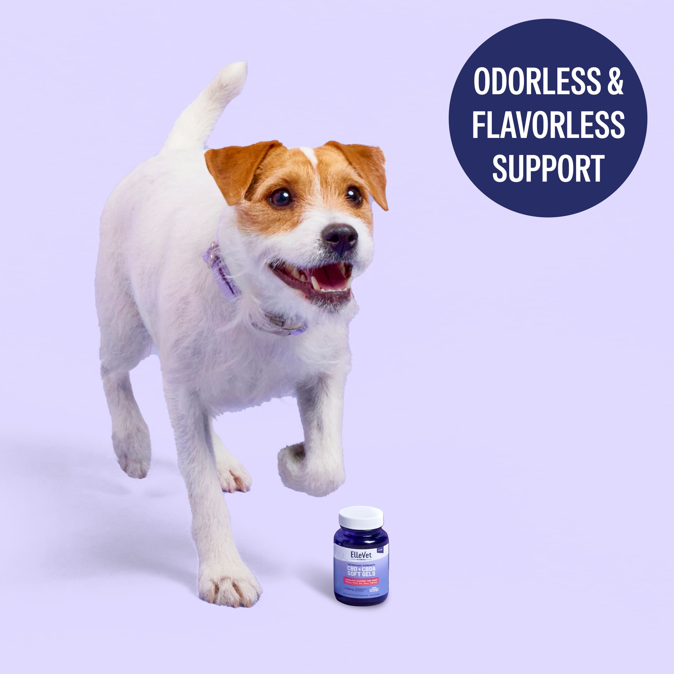 dog, pet, vet supplement, cbd oil, pill bottle