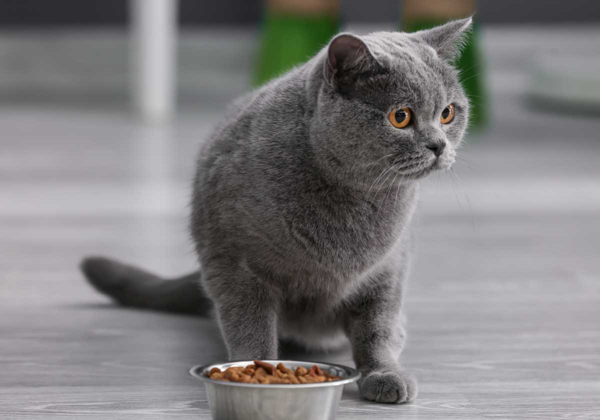 cat, gray, short-haired, pet, food bowl