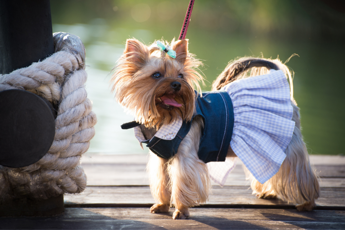 dog, Yorkshire Terrier, pet outfit, dress, blue dress