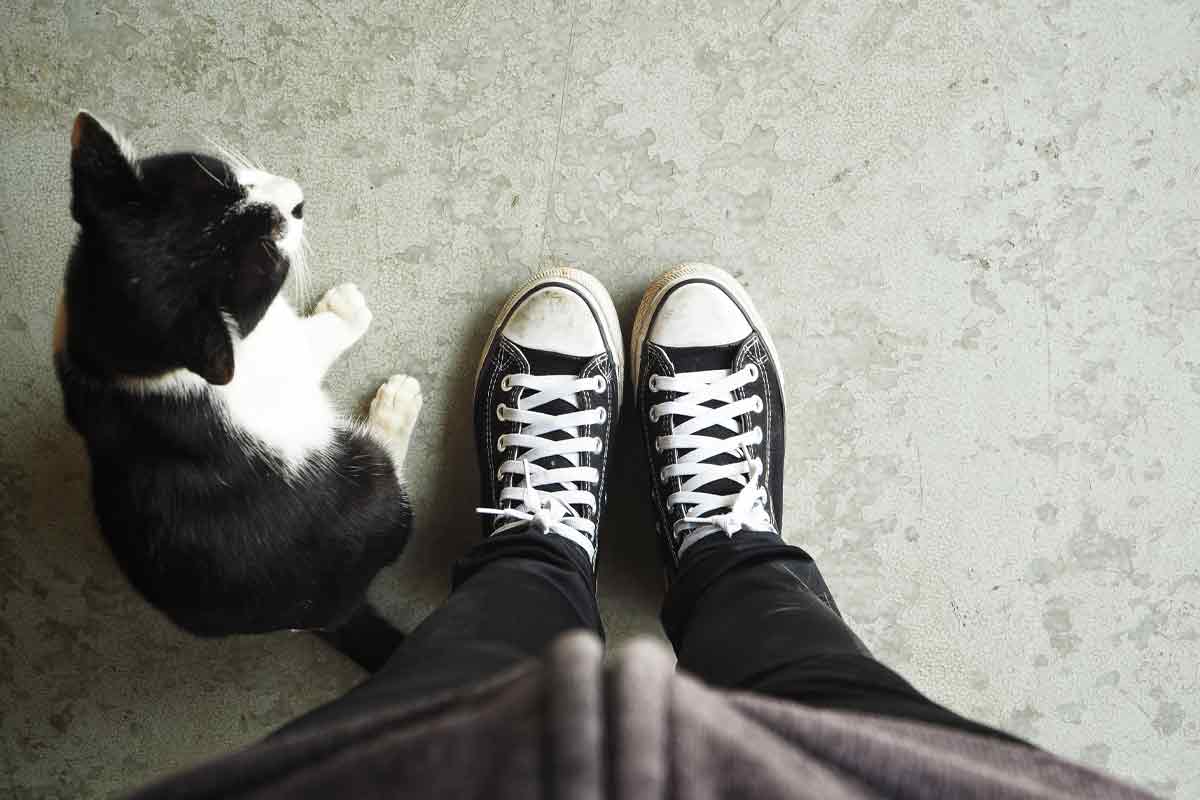 cat, shoes, sneakers, converse, black
