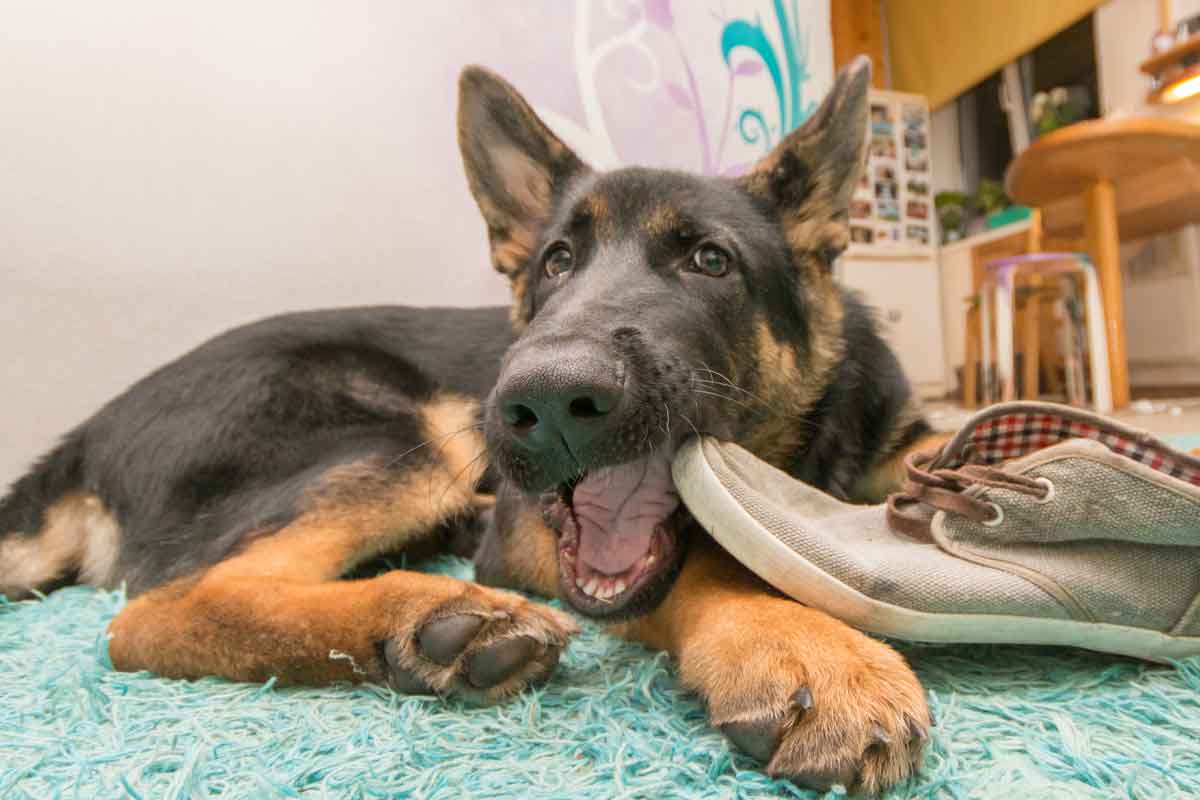 dog, German Shepherd, puppy, black-tan, snout