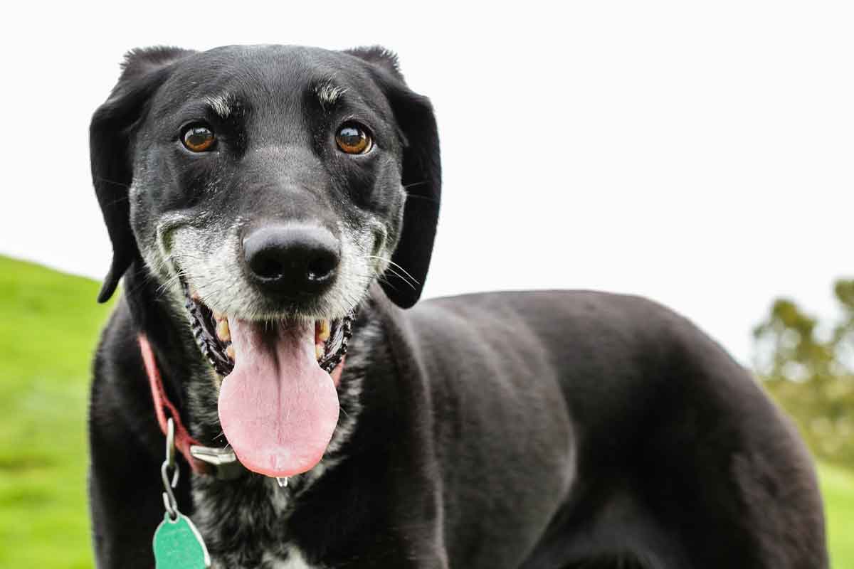 dog, black, short coat, tongue out, collar