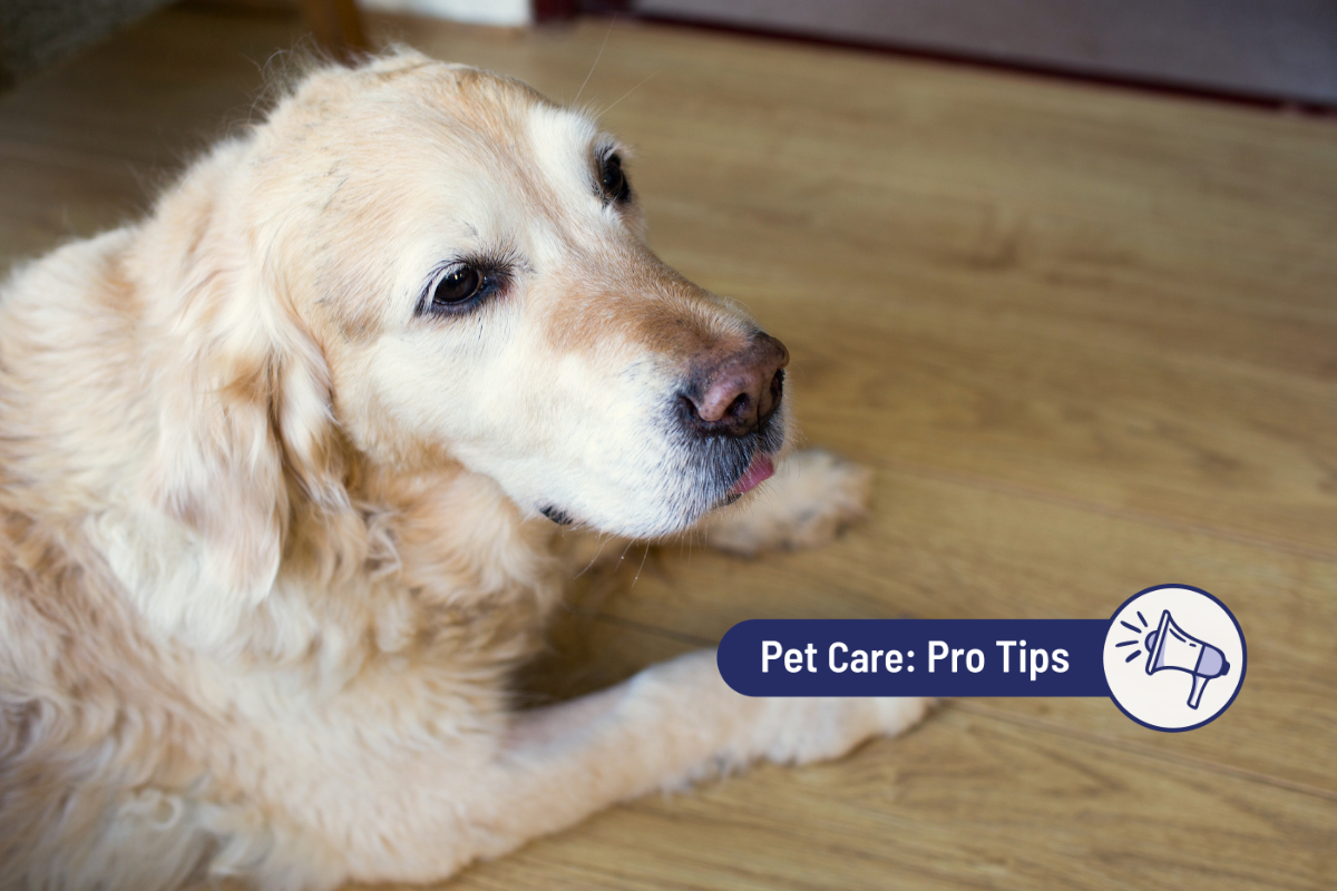 dog, golden retriever, beige fur, licking lips, indoor