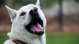 Cornell University College of Veterinary Medicine: First Pharmacokinetics Study on Cannabinoids for Dogs