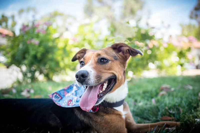 A Senior Dog Lays Down in the Grass