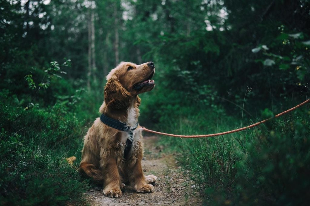 ElleVet Poodle Mix Golden Doodle