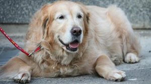 When is the Pavement Too Hot for My Dog’s Feet?