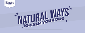 Natural Ways to Calm Your Dog