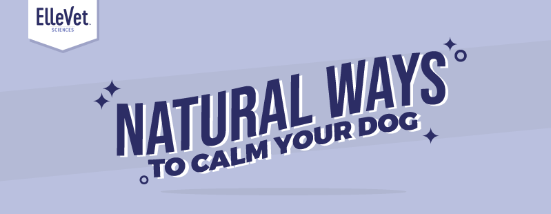 ElleVet Natural Ways to Calm Your Dog