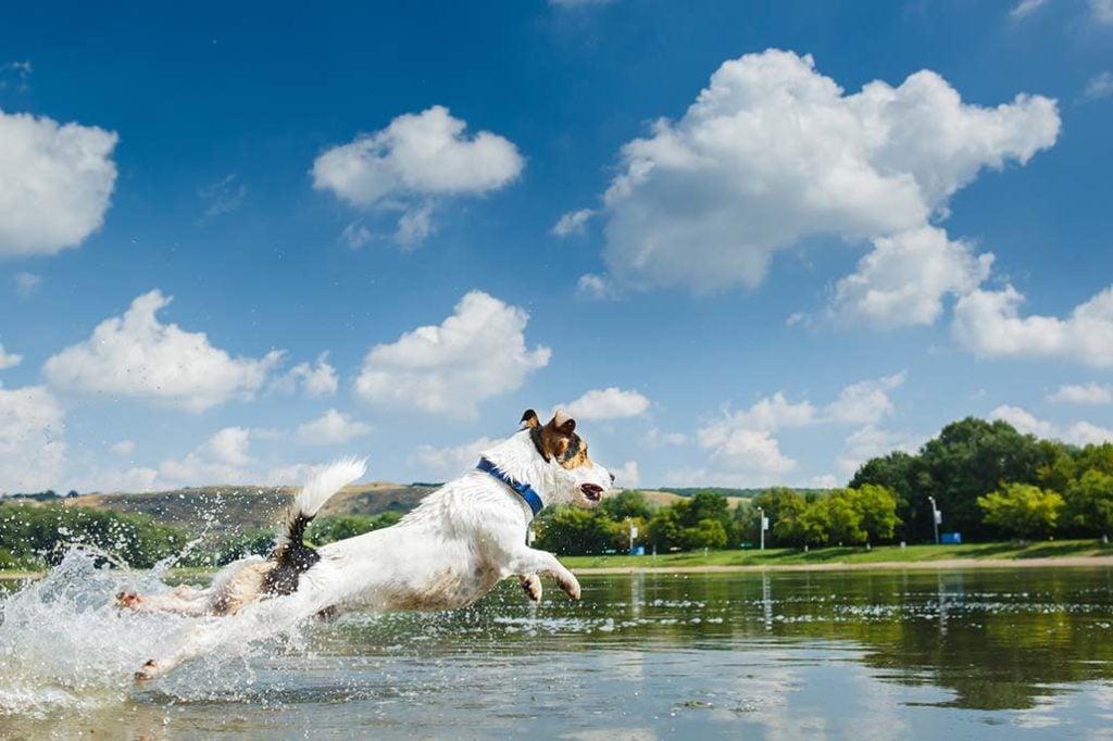 An Active Dog Runs Into a Lake
