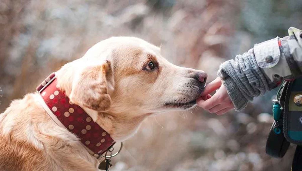 A dog walker feeds an elderly dog a CBD pet chew.