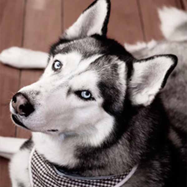 An older husky sits on the floor and looks up at the camera