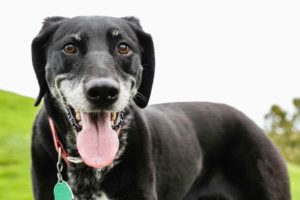 Cornell University Study Says Hemp Oil Works For Dogs