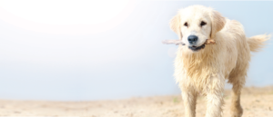 Dog with Stick - Wet Hair