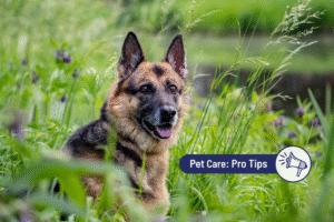 How to Choose the Best CBD Oil for Dogs: Standards & Safety Explained 