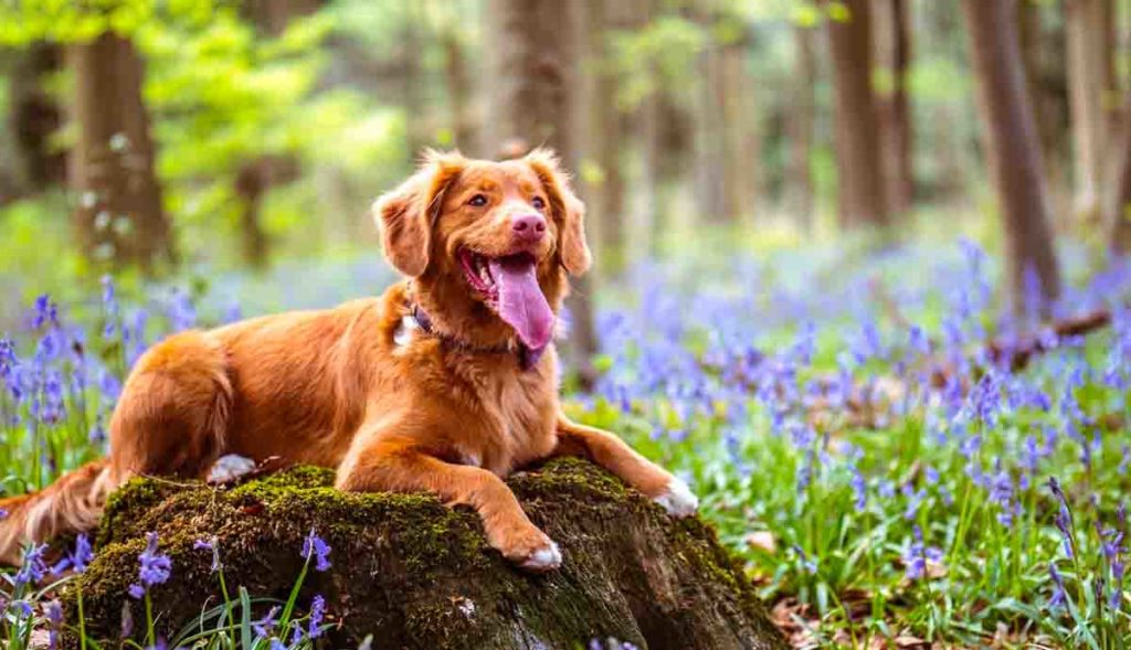 Dog goes hiking