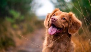 The Brief History of Hemp & CBD for Pets