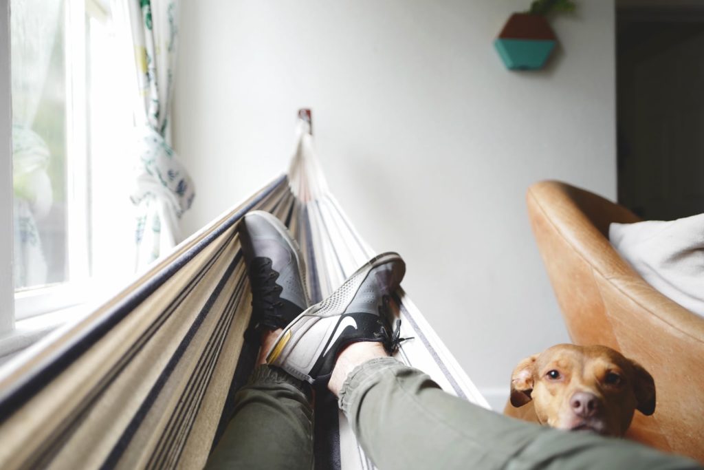 dog hammock