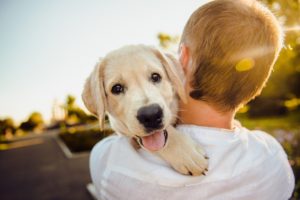 Hotels for Dogs: What They Are, Day Cares, Cost & Experience