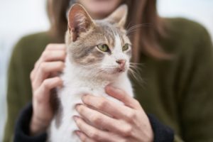 A cat is held by its owner.