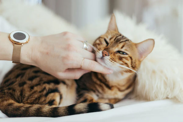 A owner scratches the chin of an anxious cat.