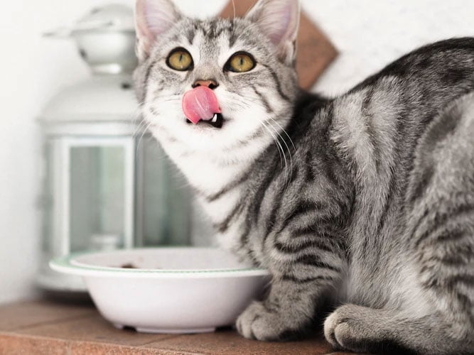 Buprenex for Cats: Common Applications, Side Effects, and Dosing