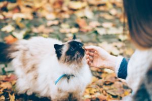 Woman feeding cat CBD treats.