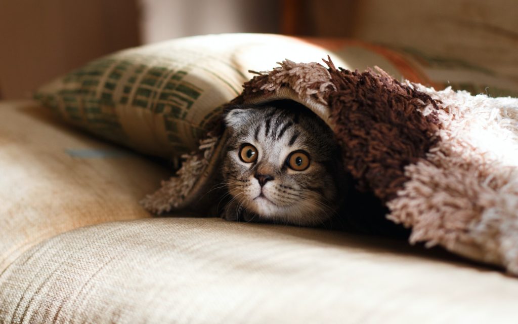 Anxious cat hiding under blanket.