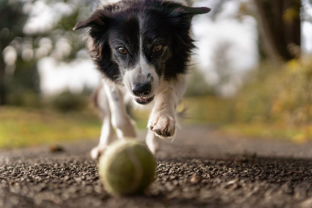 A hyper dog chases after a ball.