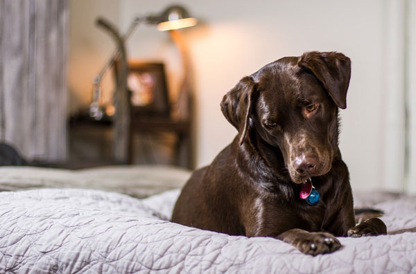 A brown lab who uses high-quality CBD sits on a bed.