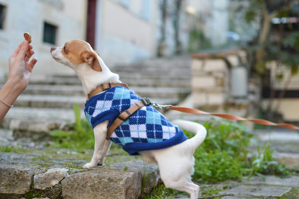 A dog in a vest sniffing CBD treat.