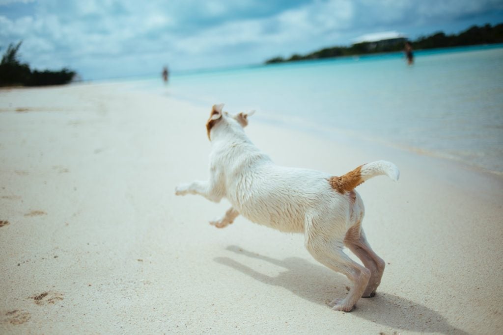 Dog running on beach.