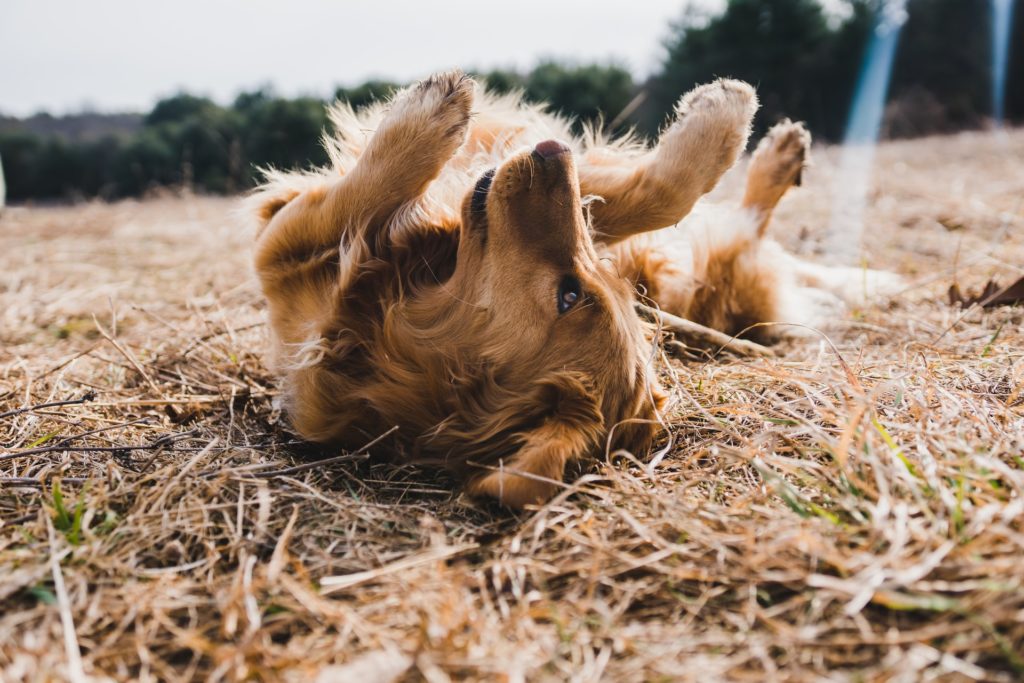 A golden retriever with allergies rolls around in the grass.