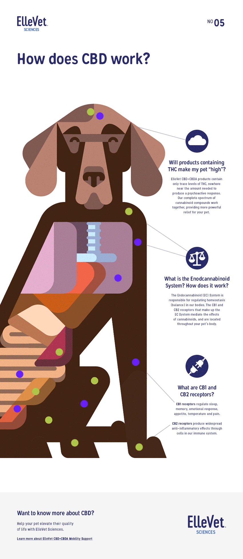 Infographic How Does CBD Work