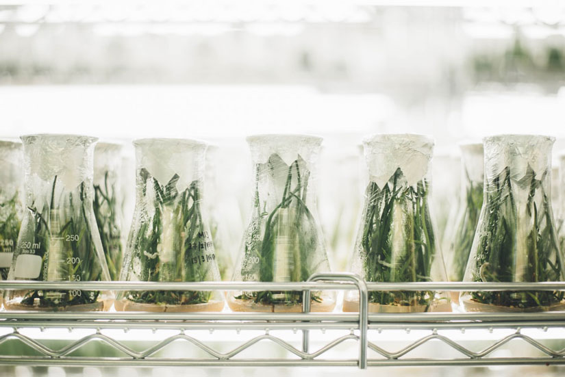 A series of hemp plants in glass beakers at a CBD lab