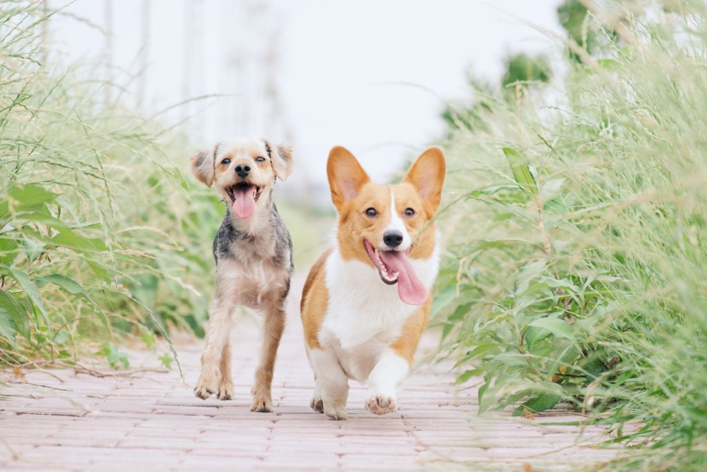 Two dogs running on a path.