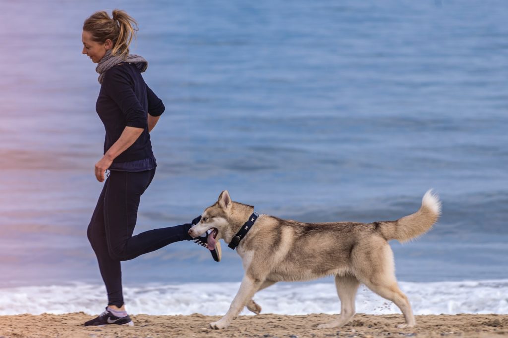 ElleVet Dog on Beach