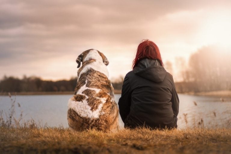 5 Studies that Prove Your Dog Understands You: Empathy in Dogs