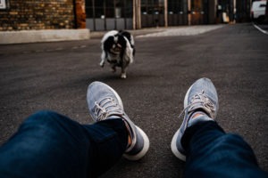 Dog running on pavement
