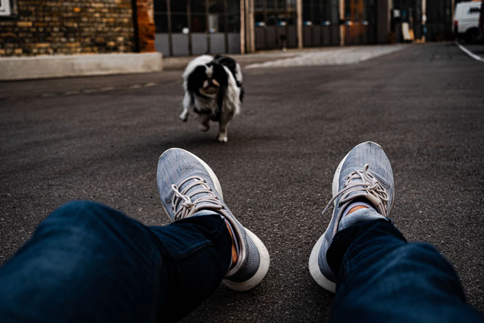 A small dog runs towards its owner’s feet