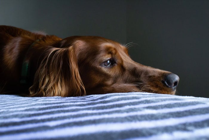 An anxious red dog lying down and showing the signals of stress in a dog