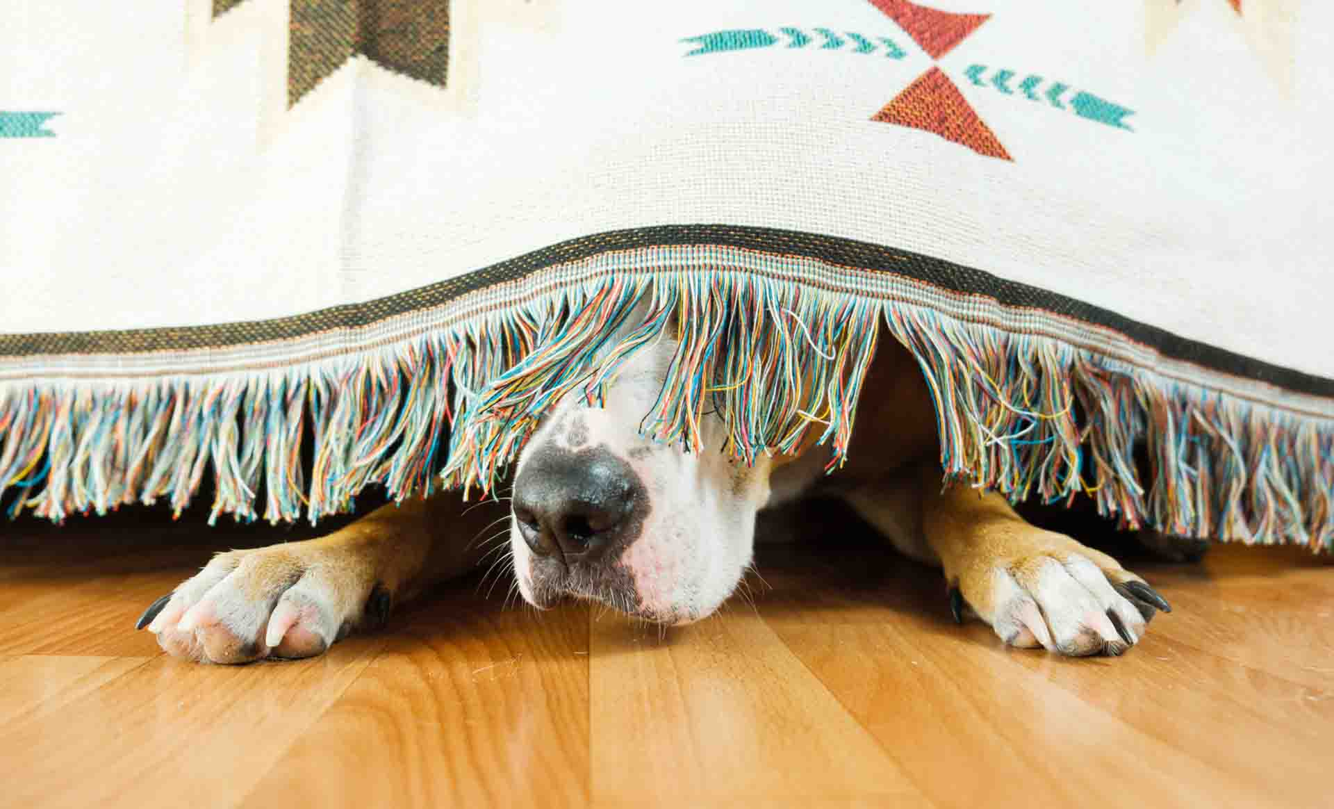 The dog is hiding under the sofa and afraid to go out. The concept of dog's anxiety about thunderstorm, fireworks and loud noises. Pet's mental health, excessive emotionality, feelings of insecurity.