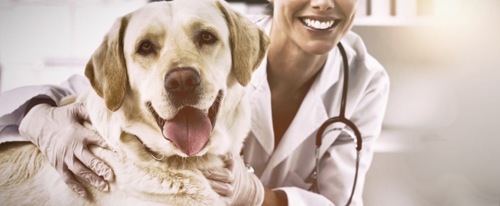 dog with vet