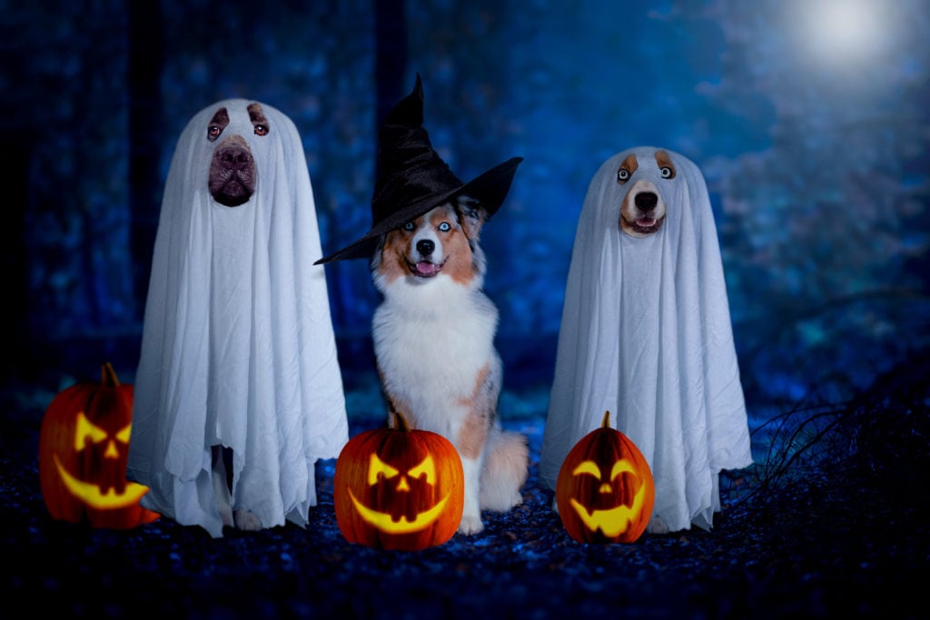 ElleVet Halloween Dogs