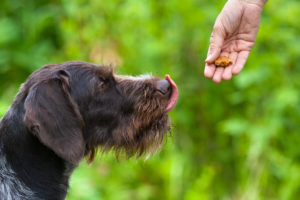 Should My Dog Be Eating Grain-Free Food?